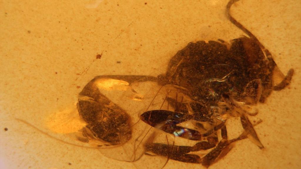 Descubren una nueva especie de avispa fósil en el ámbar de El Soplao de hace 105 millones de años.