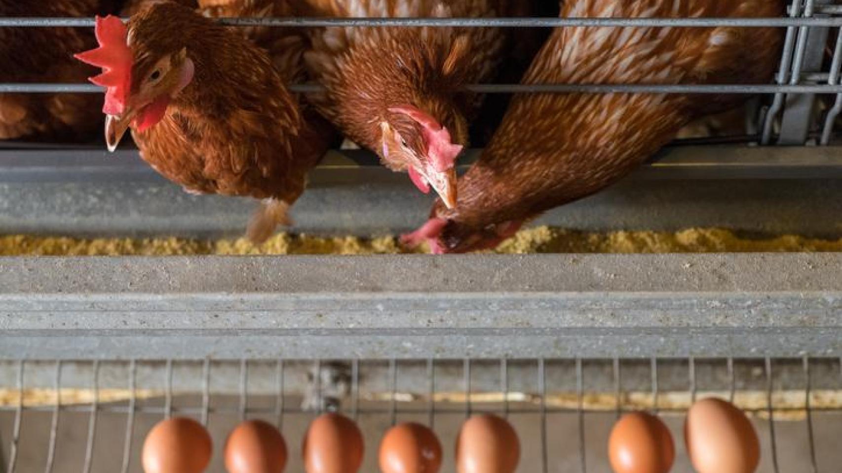 Gallinas en jaulas.