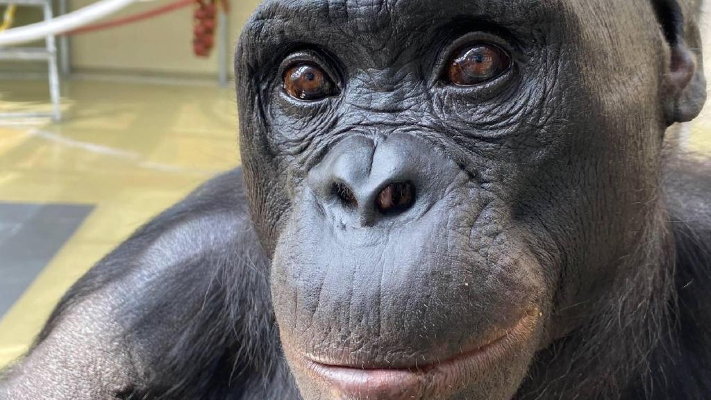 Kanzi, bonobo de 43 años. Ape Initiative