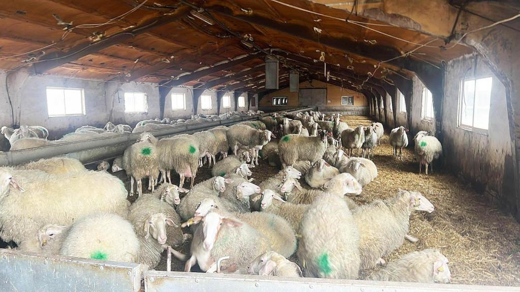 Las ovejas en la Granja A.G.M. de Olmedo.