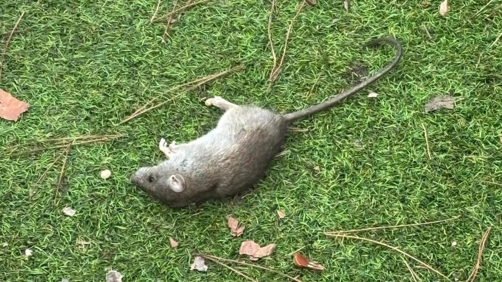 Una de las ratas de la USECIC.