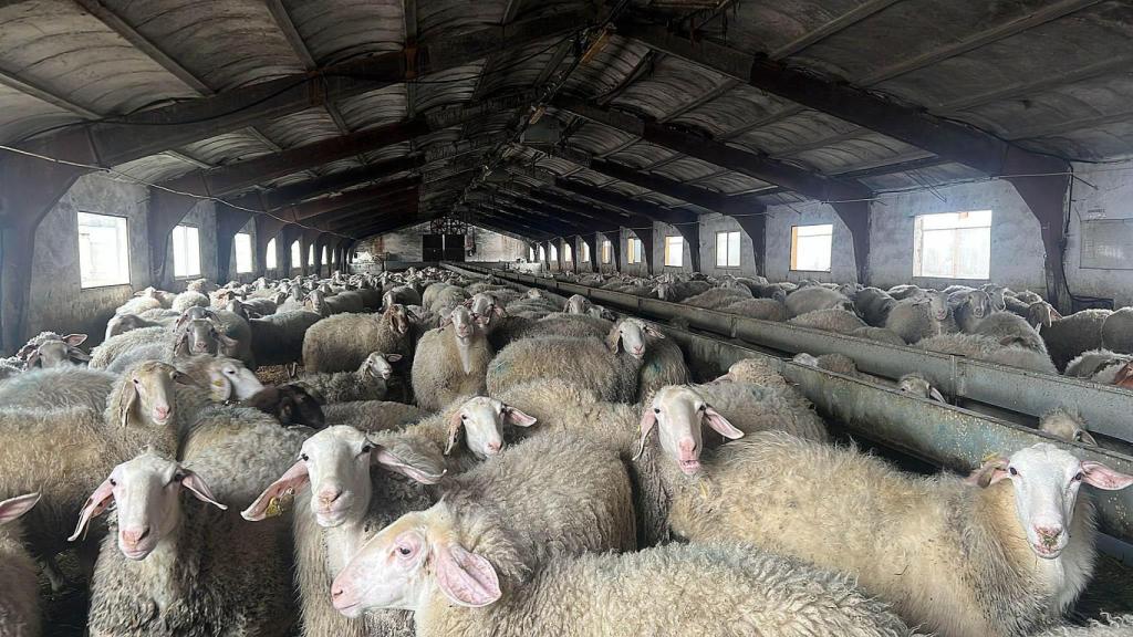Los animales de Alberto en su granja.