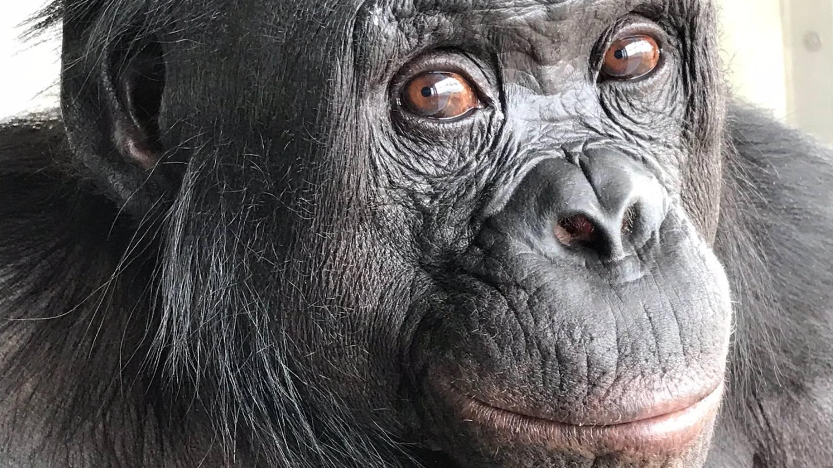 Kanzi, el primate que redefine la evolución humana: es capaz de usar la imaginación y jugar como un niño pequeño