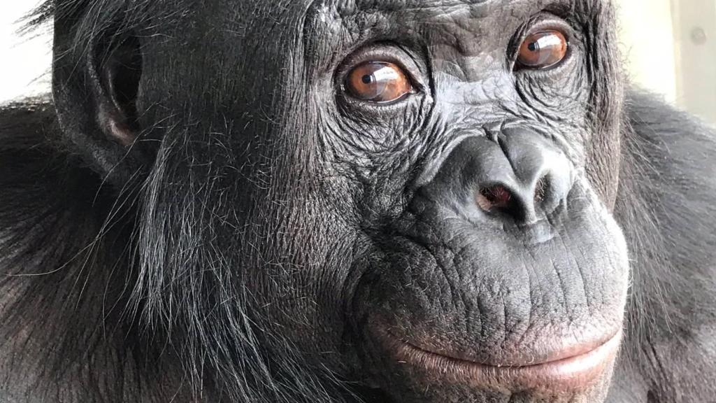 El bonobo Kanzi. Ape Initiative