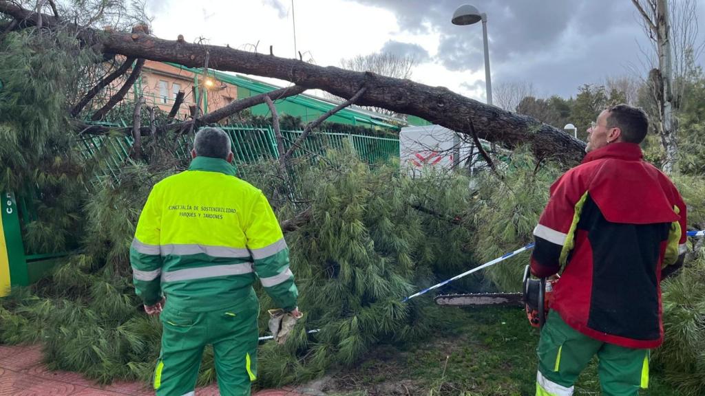 Uno de los árboles caídos en Ciudad Real.