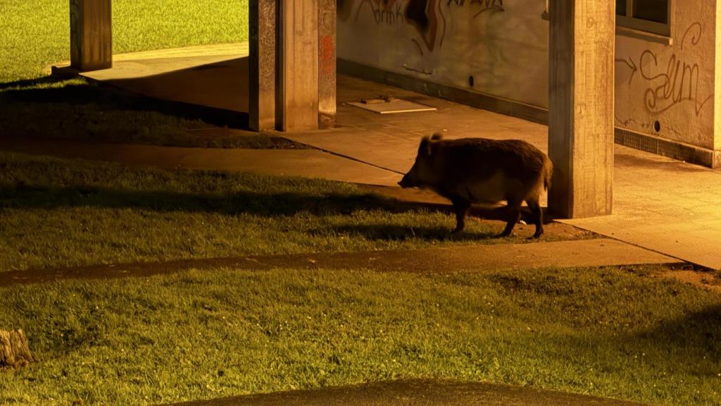 Uno de los jabalíes a escasos metros de Alvedro.