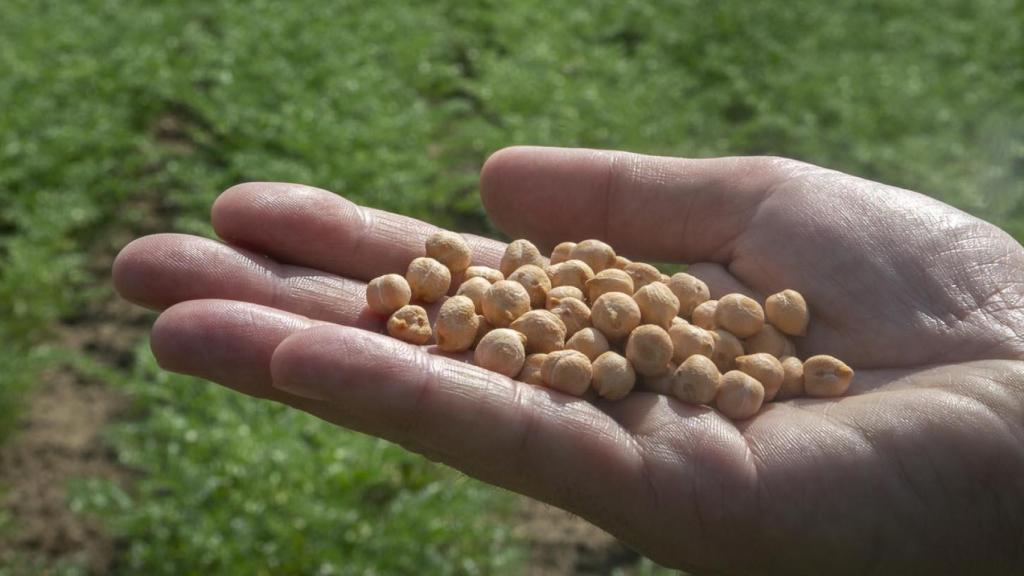 Guerra por las legumbres de Castilla y León