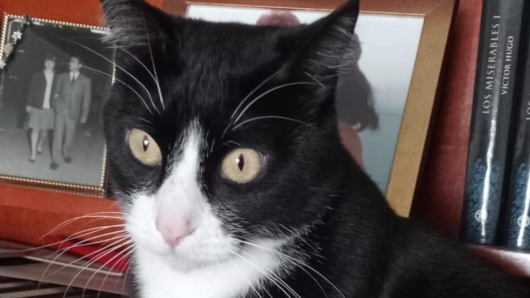 Locky, el gato desaparecido en la Terminal 4 del aeropuerto de Madrid-Barajas.