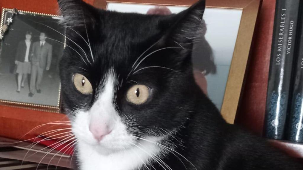 Locky, el gato desaparecido en la Terminal 4 del aeropuerto de Madrid-Barajas.