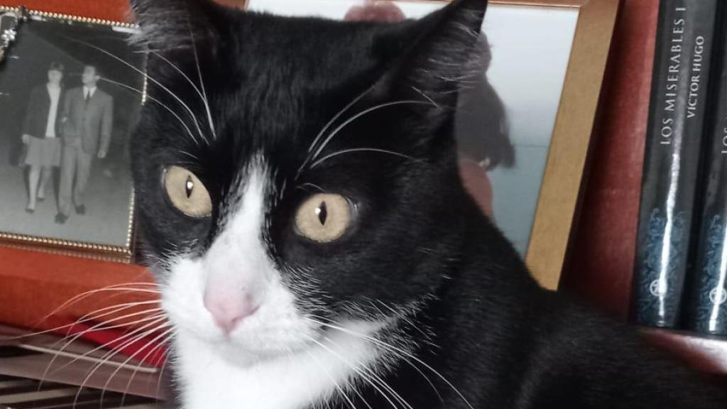 Locky, el gato desaparecido en la Terminal 4 del aeropuerto de Madrid-Barajas.