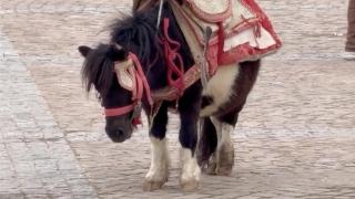 Halima, la pequeña yegua embarazada usada como atracción turística