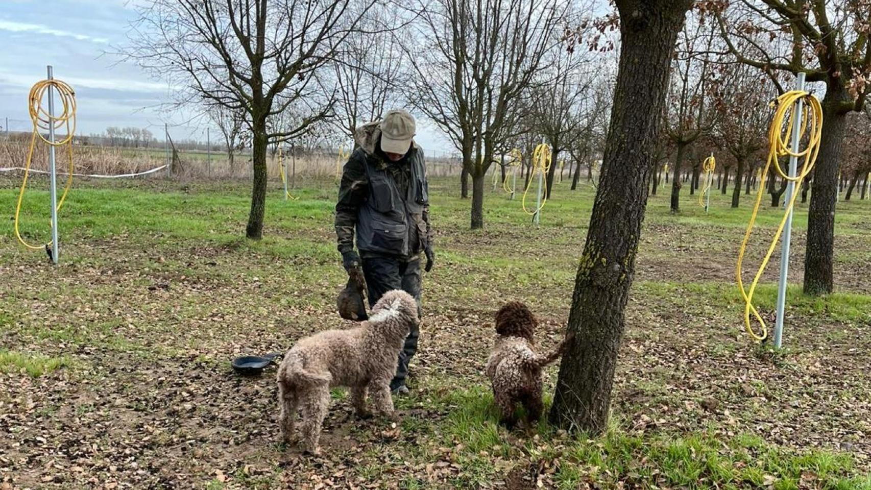 Cosecha de trufa negra en Zamora
