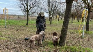 Cosecha de trufa negra en Zamora