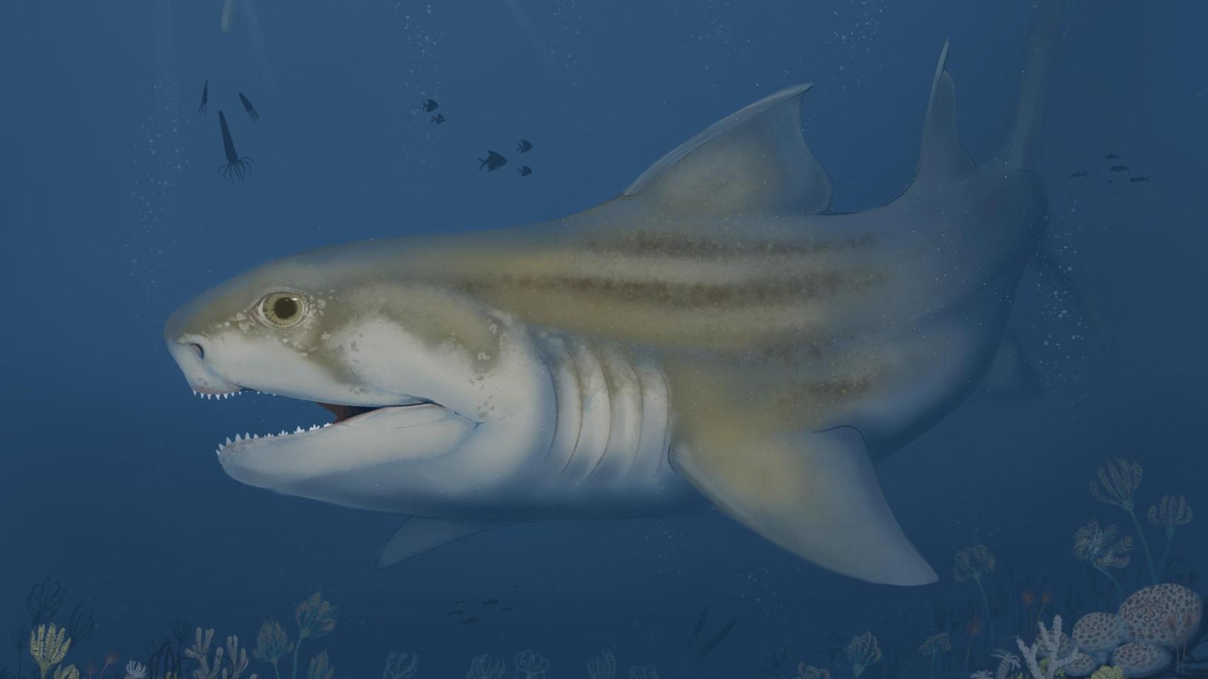 Representación artística de uno de los dos tiburones descubiertos.