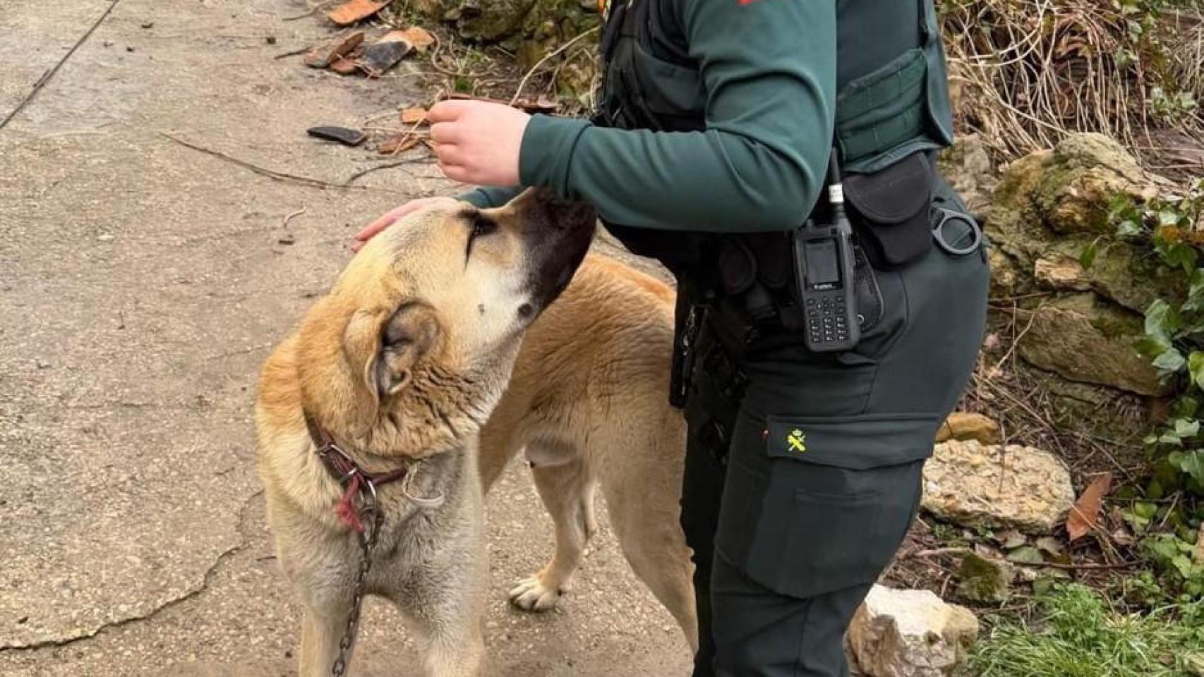 Imagen de Golfo, el perro robado en Burgos, con una agente de la Guardia Civil