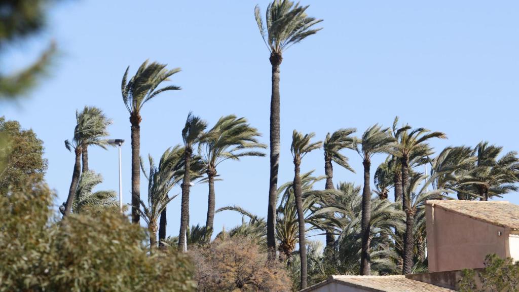 El viento golpeando unas palmeras hace unos días en Elche