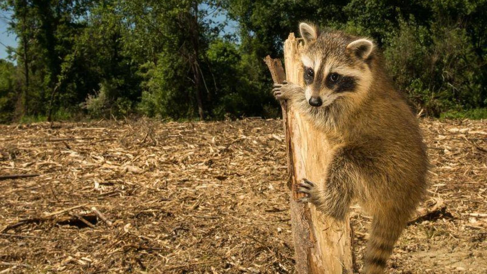 Un mapache en medio de una zona deforestada.