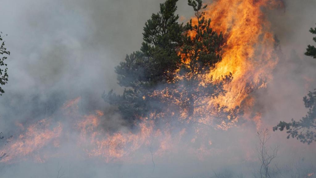 Imagen de un incendio forestal.