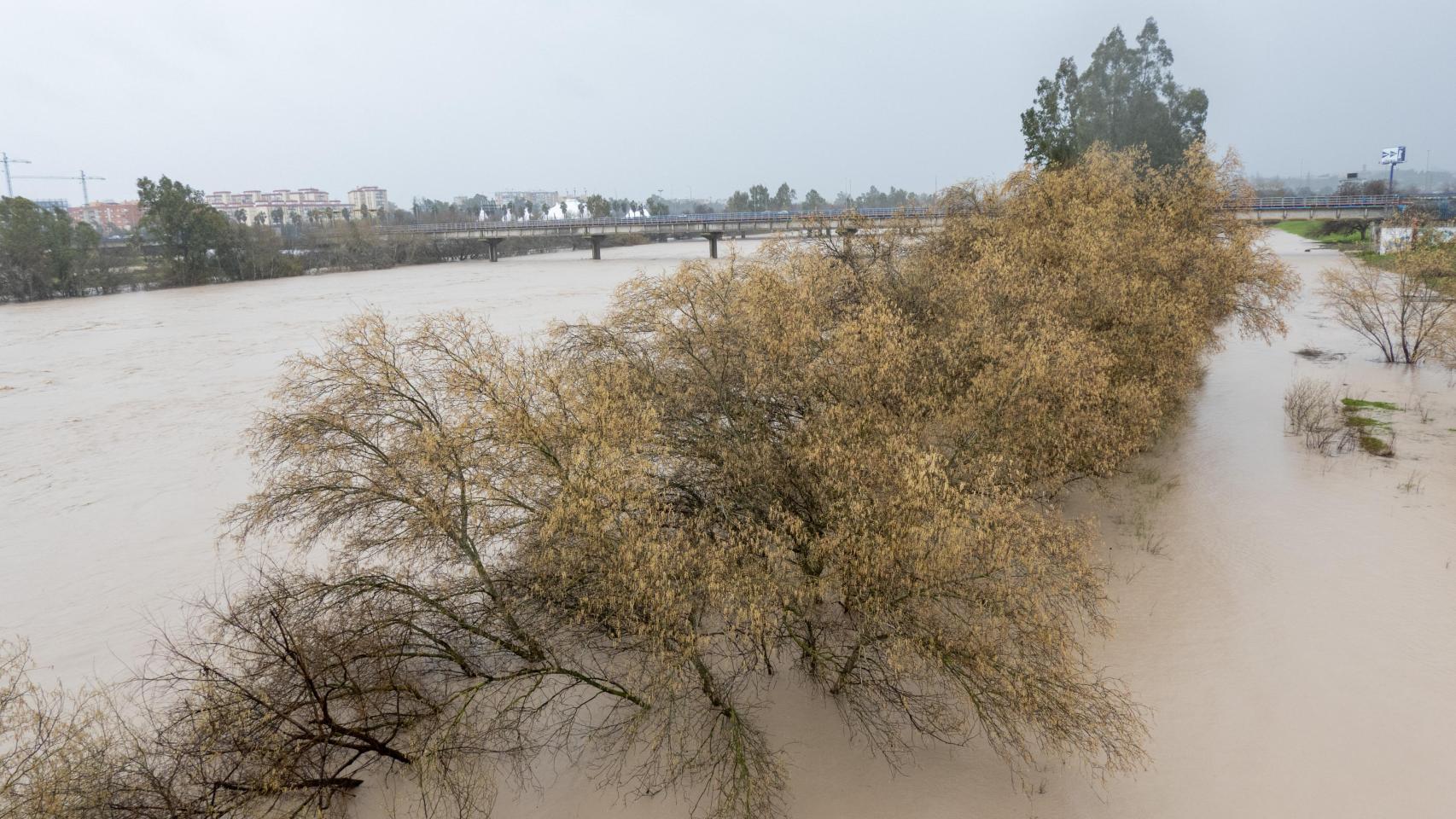 Imagen del estado del río Guadalquivir el pasado sábado a su paso por La Cartuja.