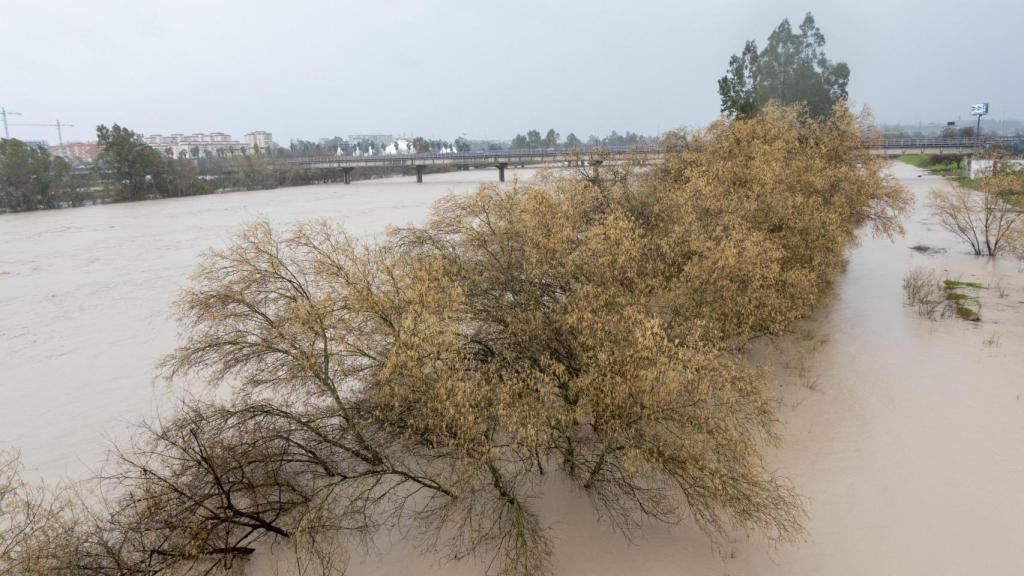 Imagen del estado del río Guadalquivir el pasado sábado a su paso por La Cartuja.