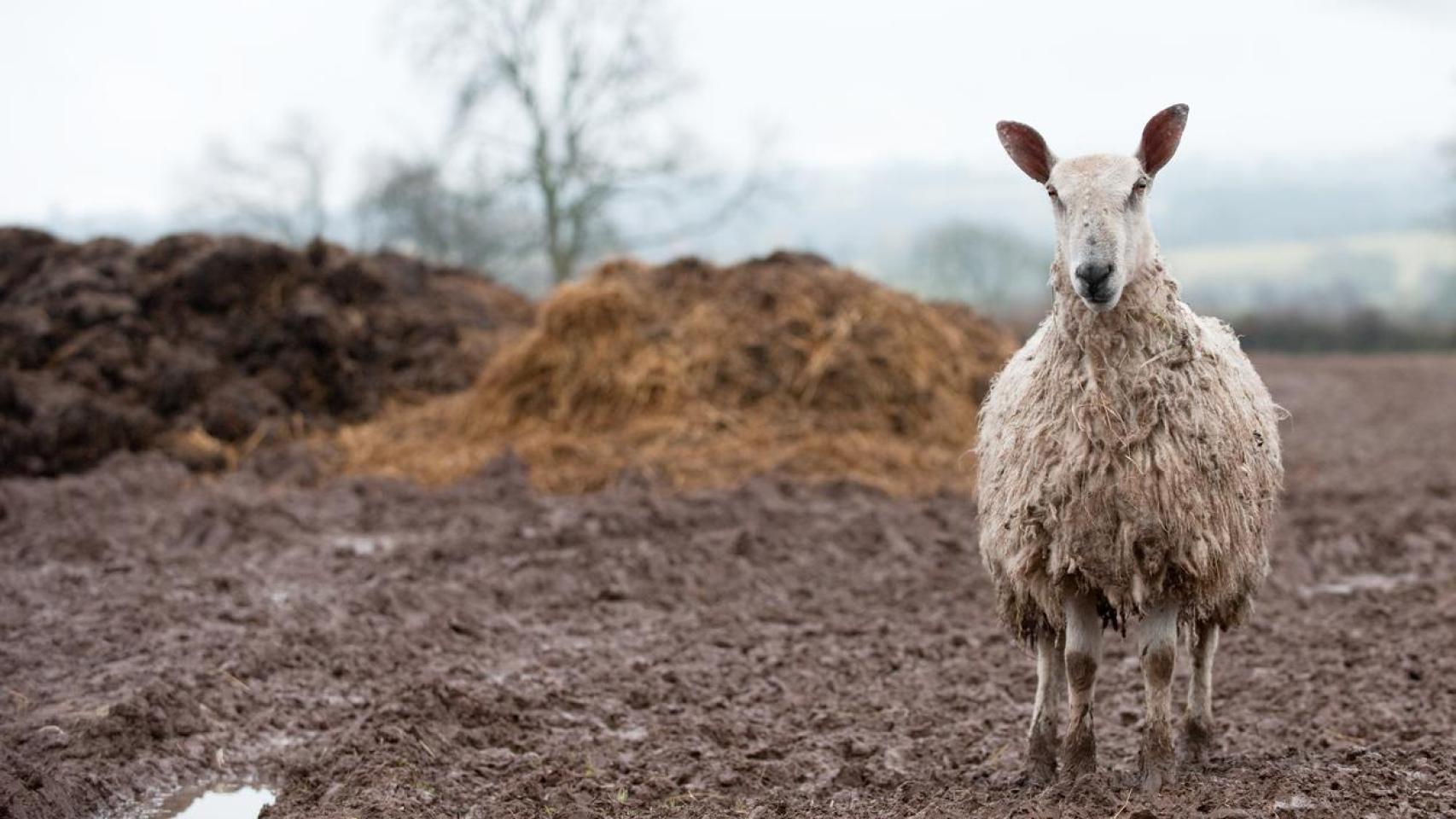 Una oveja debajo de la lluvia.