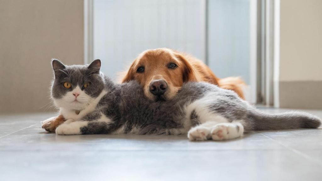 Un perro y un gato.
