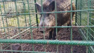 Un jabalí enjaulado.