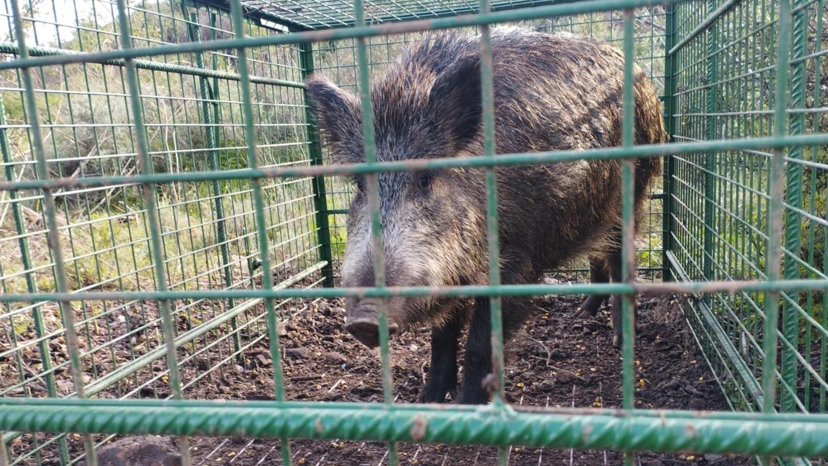 Un jabalí enjaulado.