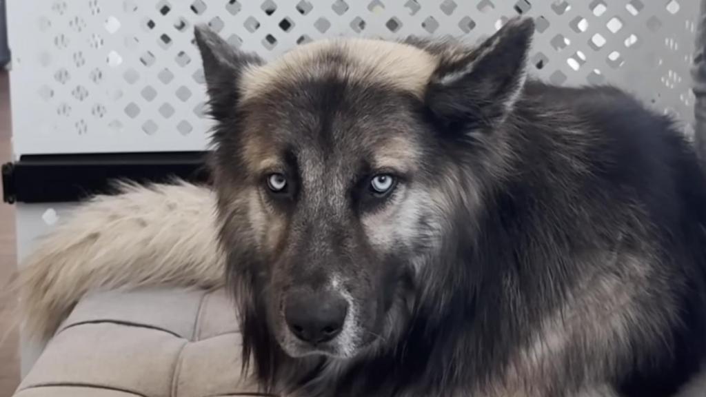 Eclipse, el perro cuya familia ha sido deportada por agentes de ICE.