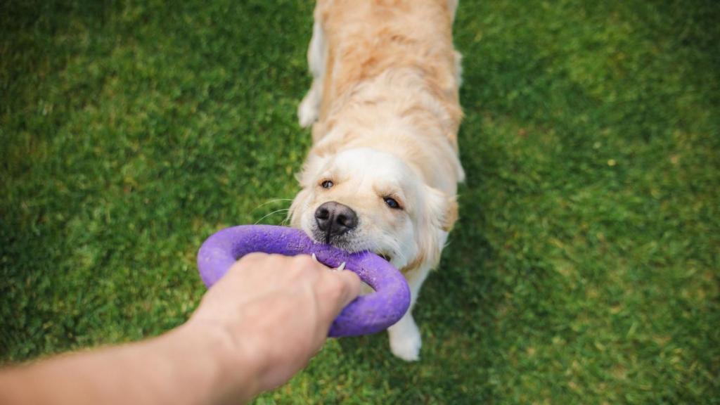 Un perro en un jardín