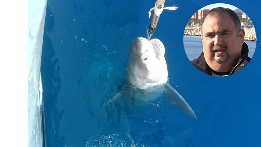 El tiburón blanco capturado en una foto de José Carlos Báez, investigador del IEO-CSIC