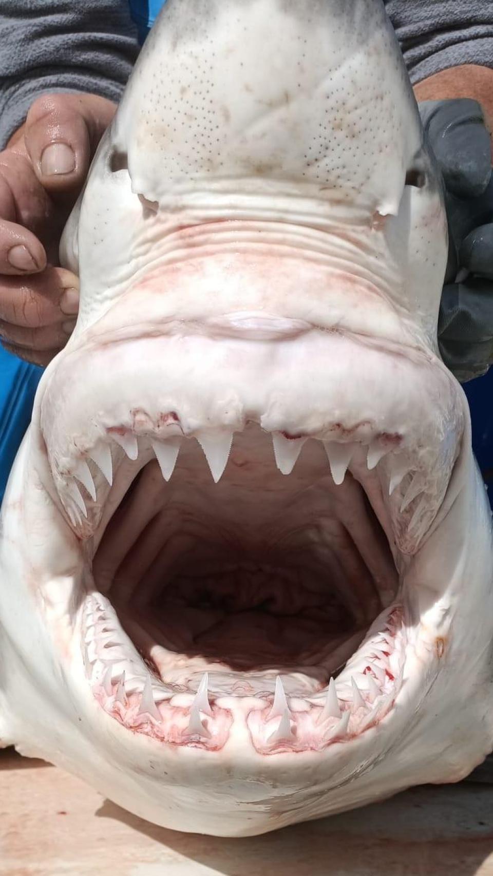 Primer plano del ejemplar de tiburón blanco capturado.