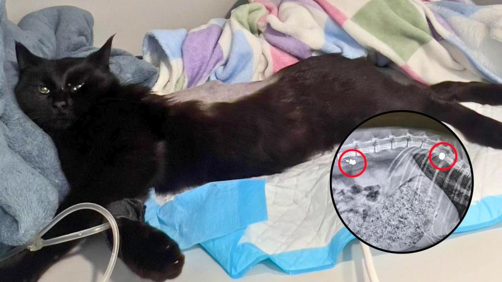 Rita, la gata de dos años que ha sufrido el ataque.