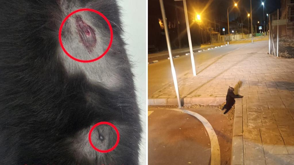 Las heridas del animal tras los disparos y el estado en el que se encontró.