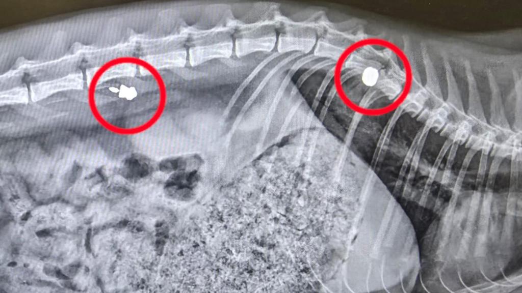 El último de los proyectiles impactó muy cerca de la médula, dejándola paralítica.