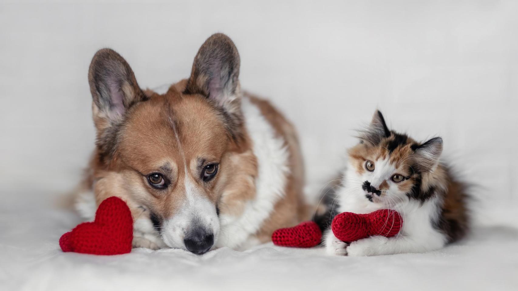 Un perro y un gato en una cama.