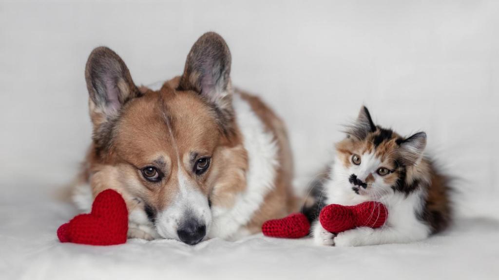 Un perro y un gato en una cama.