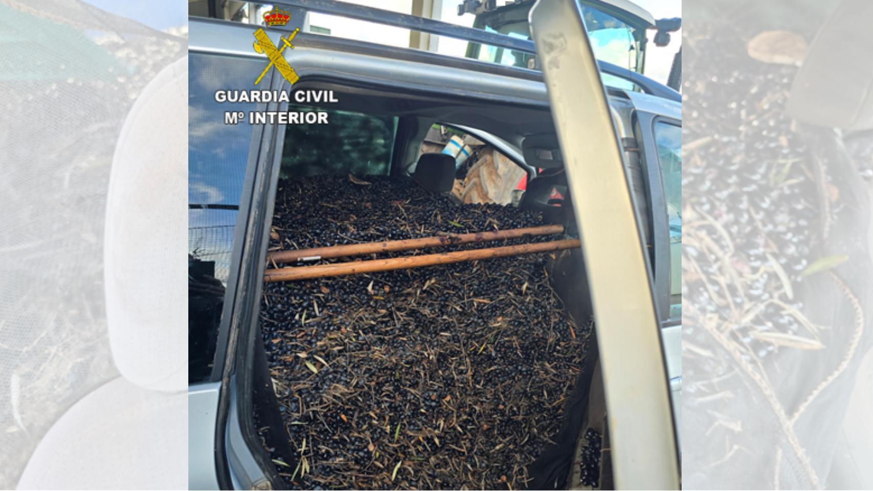 El coche interceptado por la Guardia Civil iba lleno de aceitunas robadas.