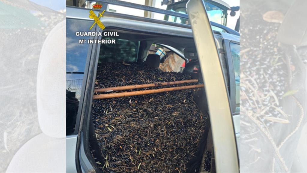 El coche interceptado por la Guardia Civil iba lleno de aceitunas robadas.