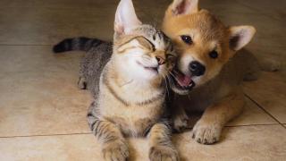 Un perro y un gato.
