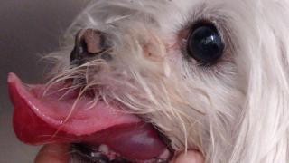 Un perro afectado, con la lengua hinchada.