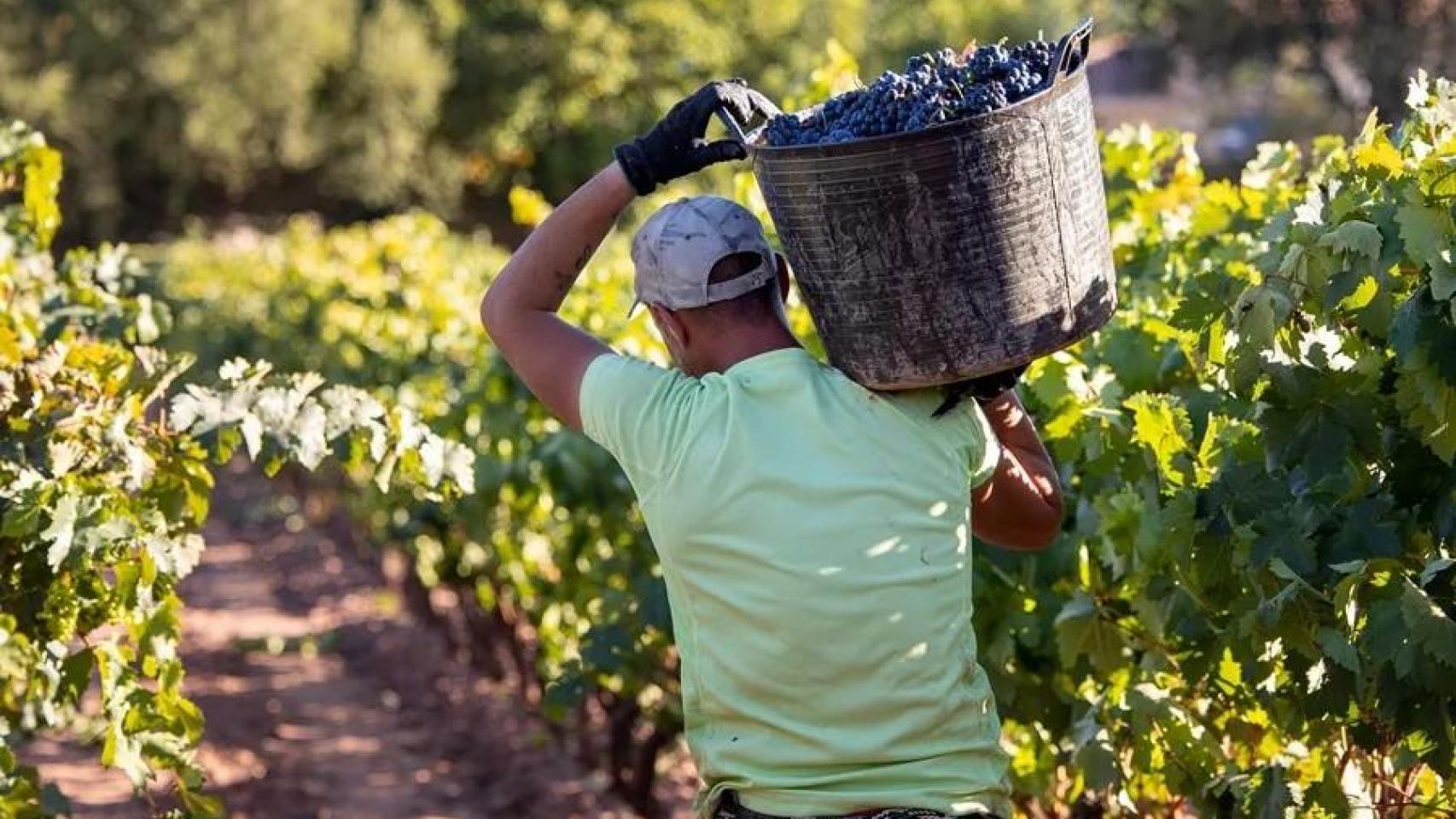 Un hombre trabaja en la vendimia en Badarán, La Rioja, en una imagen de archivo.