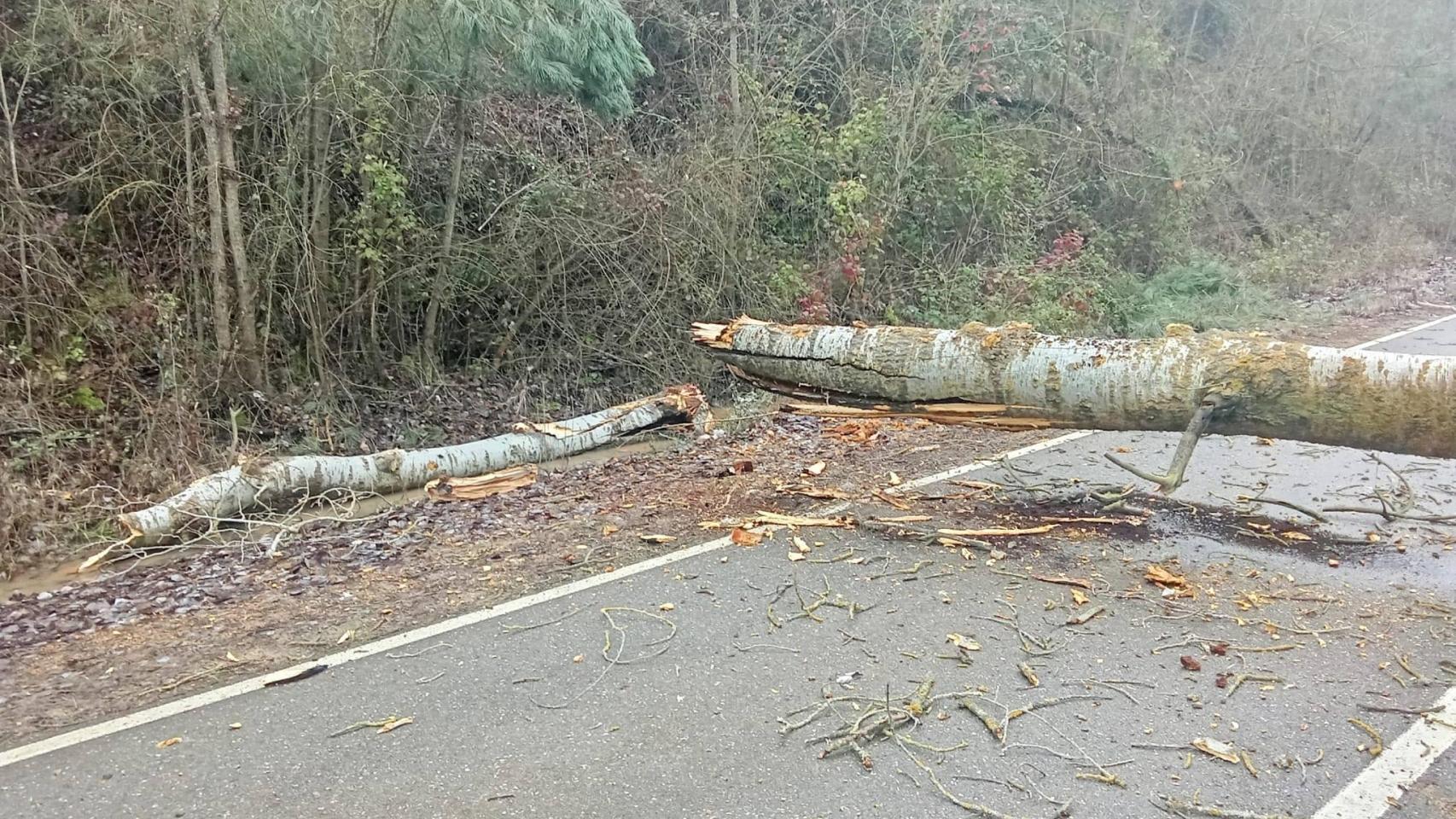 Imagen del chopo que ha caído en Zamora.