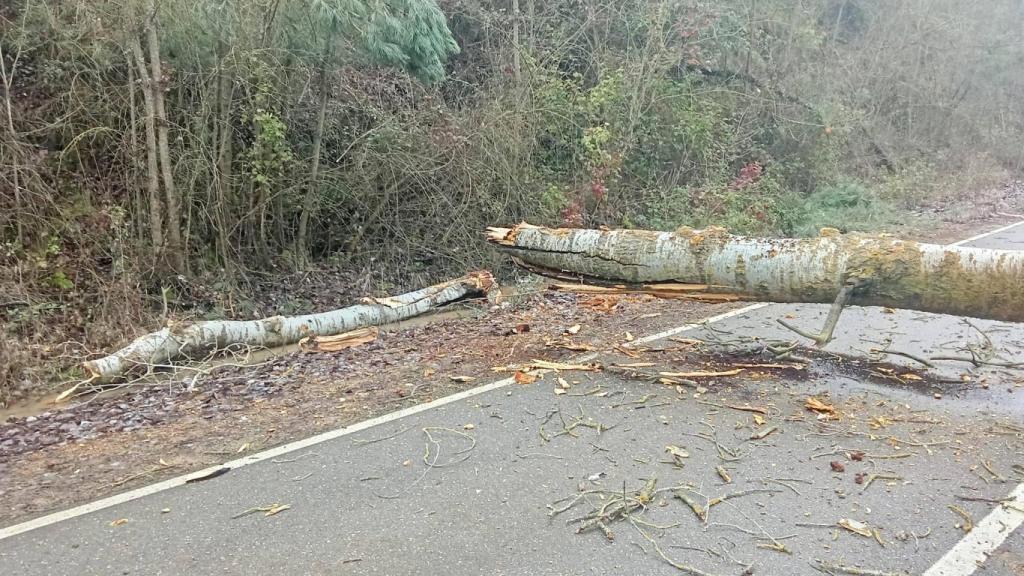 Imagen del chopo que ha caído en Zamora.