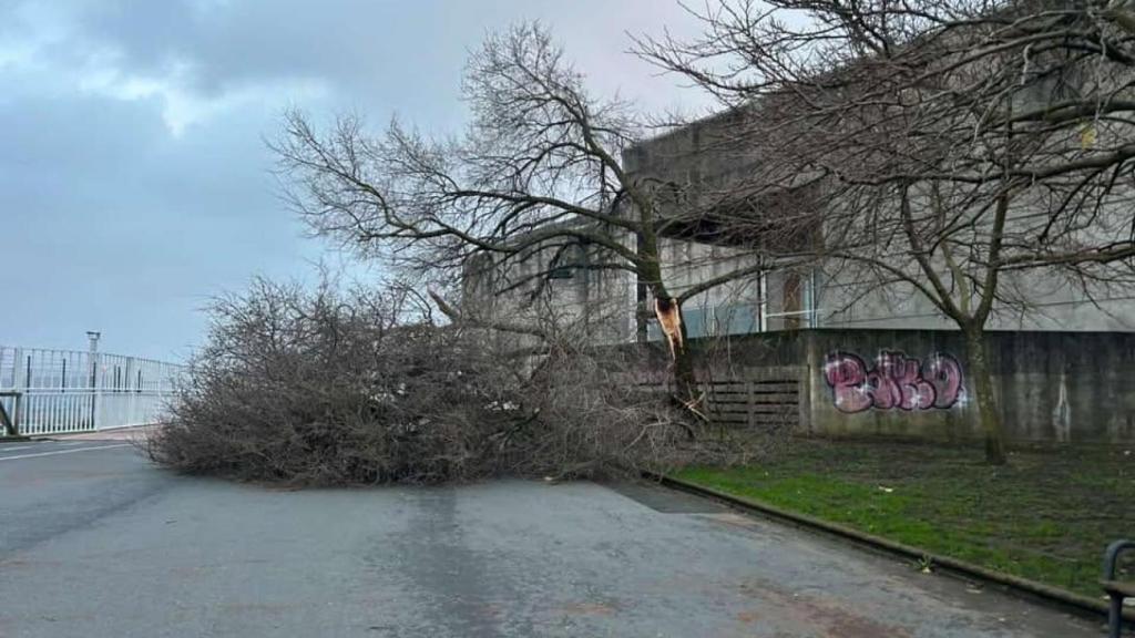 Caída de árbol en San Diego