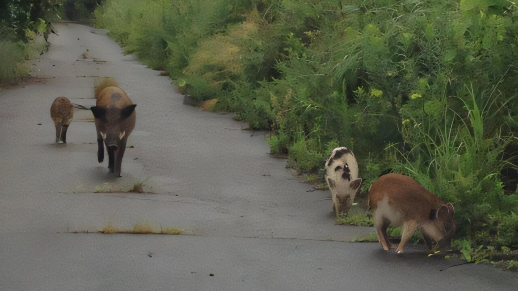 Jabalíes con rasgos visibles vinculados a la ascendencia del cerdo doméstico en la zona de evacuación de Fukushima