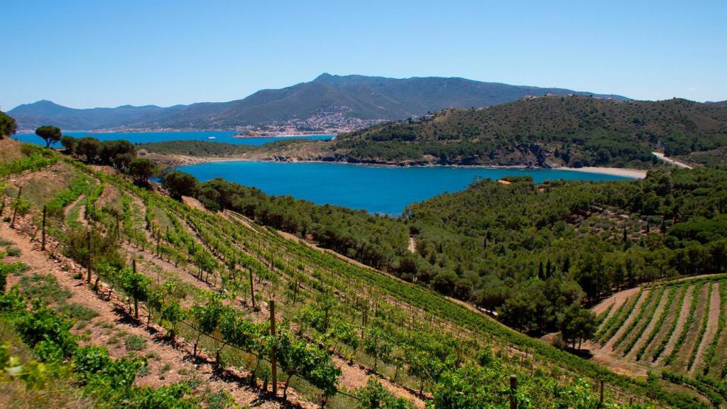 El prestigioso viñedo con el que cuenta Castillo de Perelada.