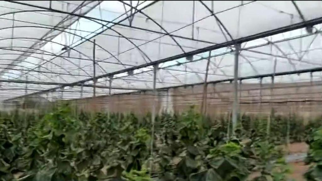 Invernadero de Álvaro.