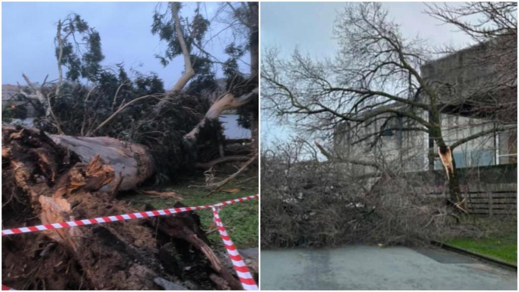La borrasca Nils deja incidentes en A Coruña y su área: árboles caídos y tejados levantados