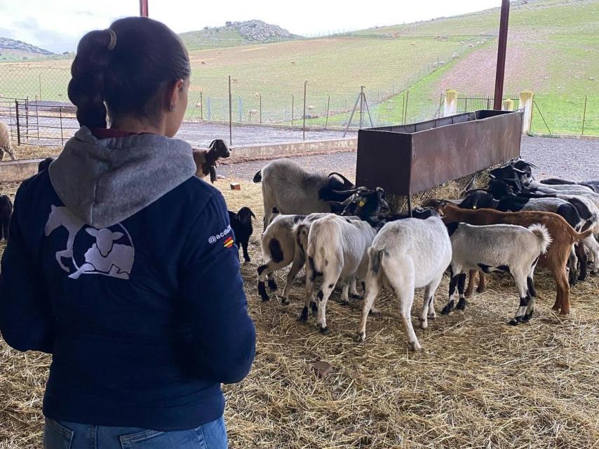 Ana mirando a sus ovejas.